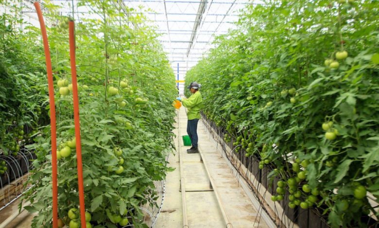 Agricultura