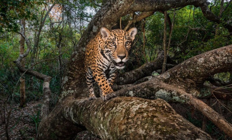 Jaguar