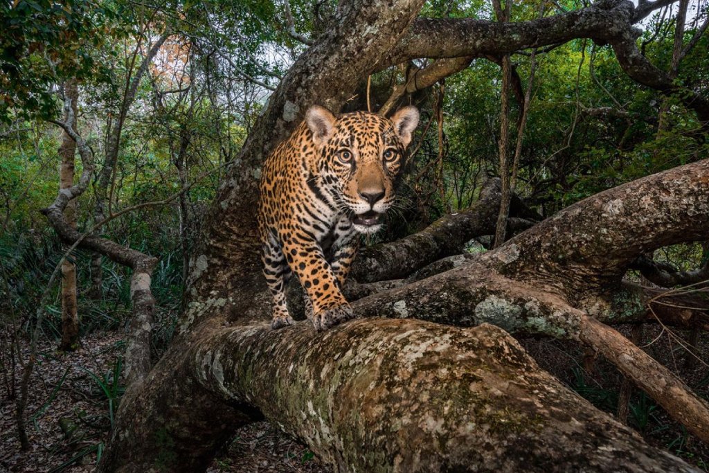 Jaguar