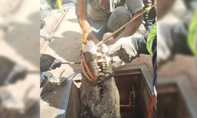 Cocodrilo de tres metros es encontrado en alcantarillas de Tamaulipas