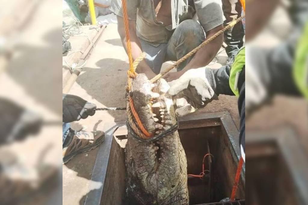Cocodrilo de tres metros es encontrado en alcantarillas de Tamaulipas