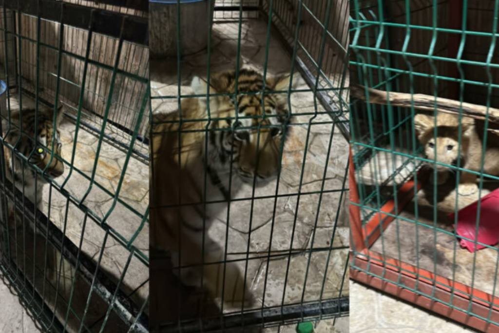 Rescatan a cachorros de tigre, pantera y león en finca de narco
