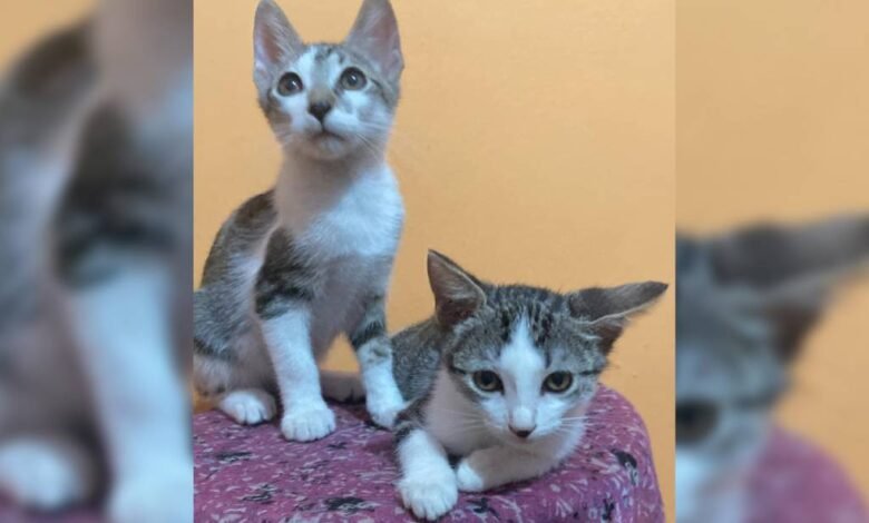 Urge adoptar a perros y gatos que buscan un hogar en Mérida 