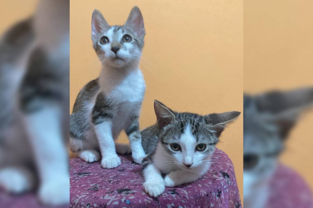 Urge adoptar a perros y gatos que buscan un hogar en Mérida 