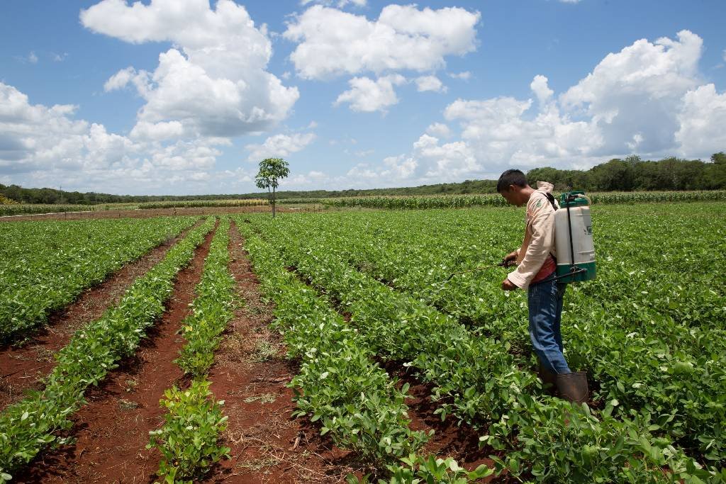 Piden usar pesticidas naturales en Yucatán