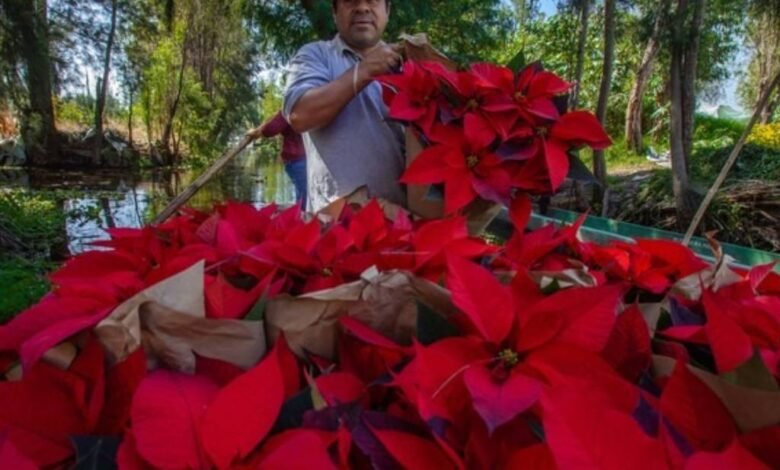 Deja de figurar Yucatán en la floricultura nacional