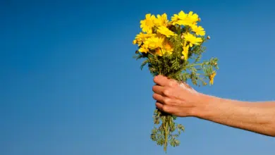 Por qué se regalan flores amarillas hoy 21 de marzo en México