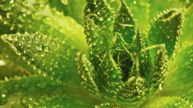 Beneficios del aloe vera en Yucatán Un recurso natural indispensable para la salud