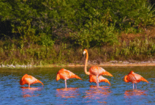 Explora la ciénega de Sisal, un santuario de biodiversidad en Yucatán