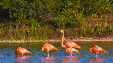 Explora la ciénega de Sisal, un santuario de biodiversidad en Yucatán