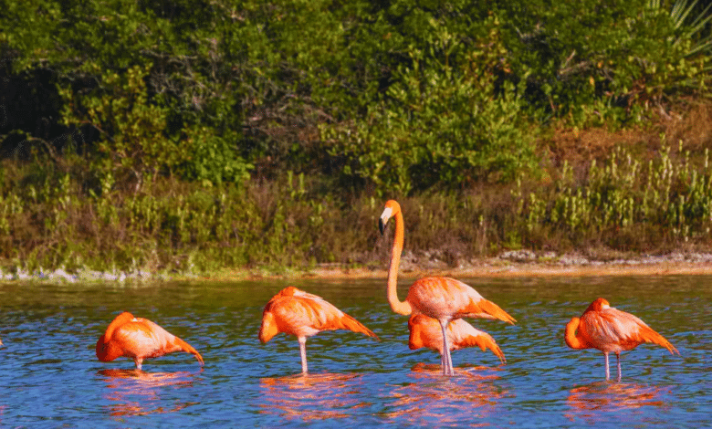 Explora la ciénega de Sisal, un santuario de biodiversidad en Yucatán