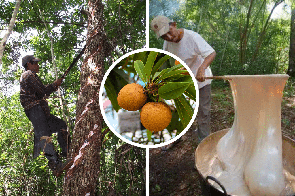 De Yucatán para el mundo el chicozapote, un regalo de la naturaleza