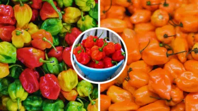 El chile habanero el sabor picante que define a Yucatán