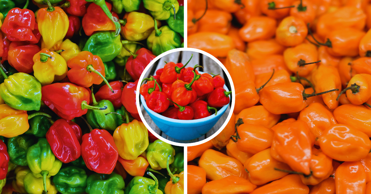 El chile habanero el sabor picante que define a Yucatán