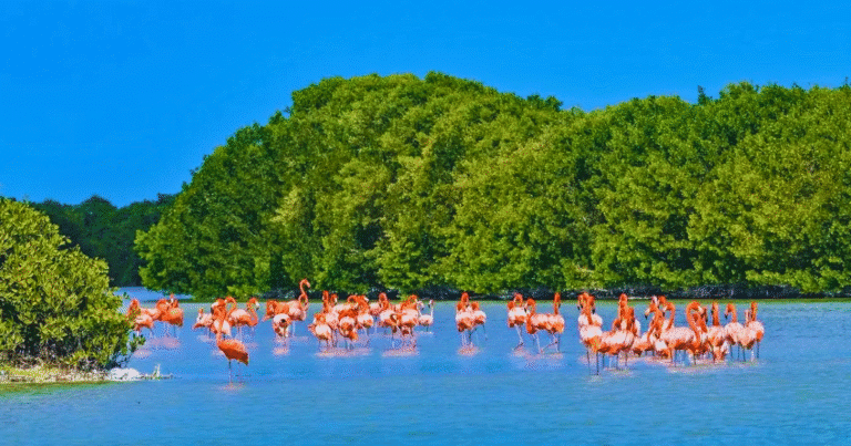 celestún te espera con arenas solitarias y paseos por sus manglares