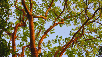 los mayas no tenían farmacias, pero sí el poder curativo del árbol de chaka