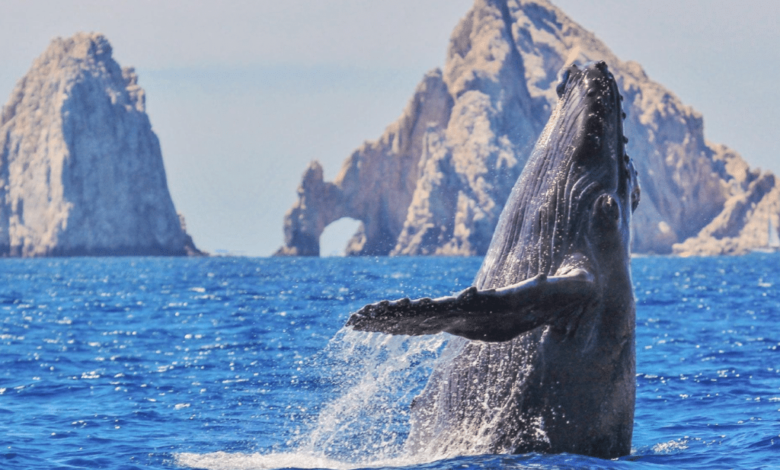 Ballenas en México 2024-2025: los mejores destinos y fechas clave