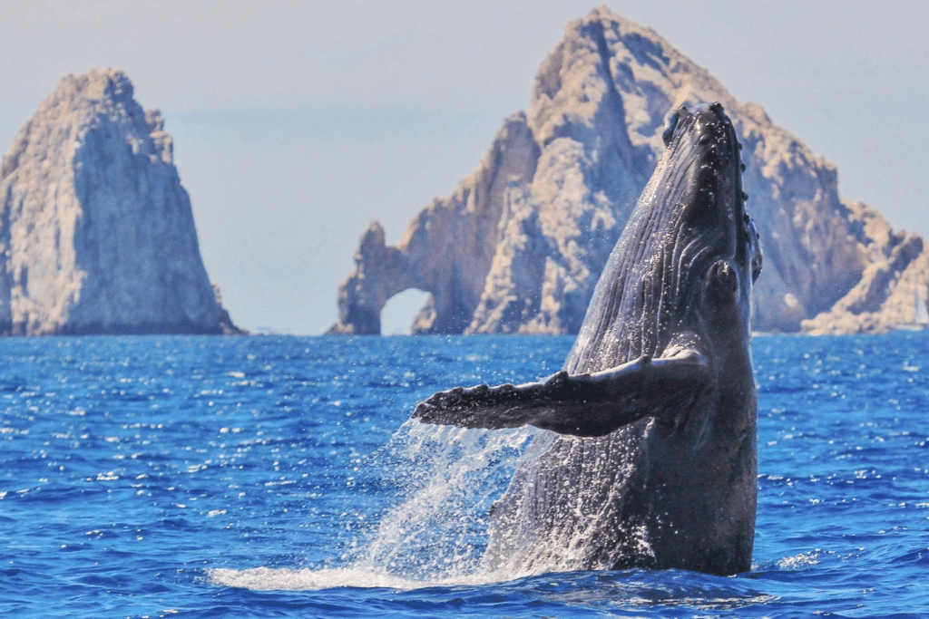 Ballenas en México 2024-2025: los mejores destinos y fechas clave