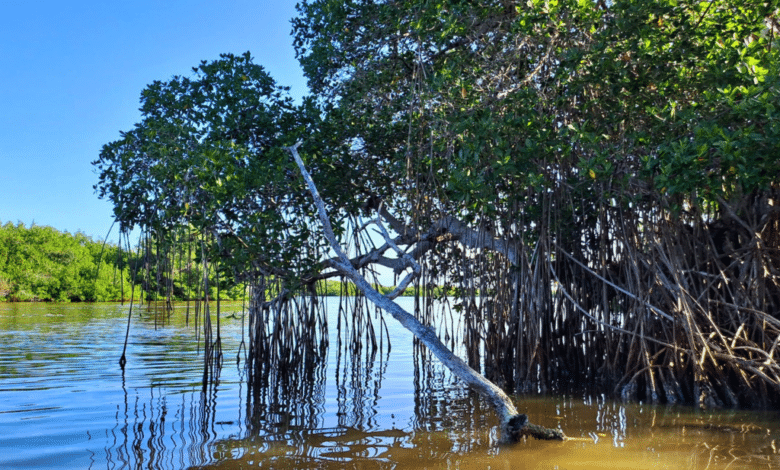 Fomentan rescate y preservación del manglar Ría Lagartos