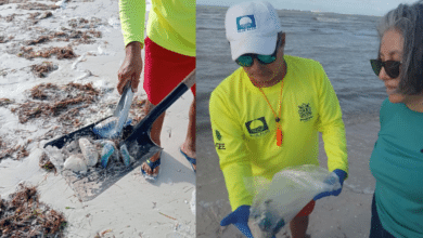 Progreso refuerza medidas ante presencia de medusa carabela portuguesa