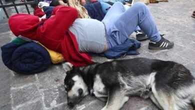 Piden operativos de rescate animal en Basílica de Guadalupe