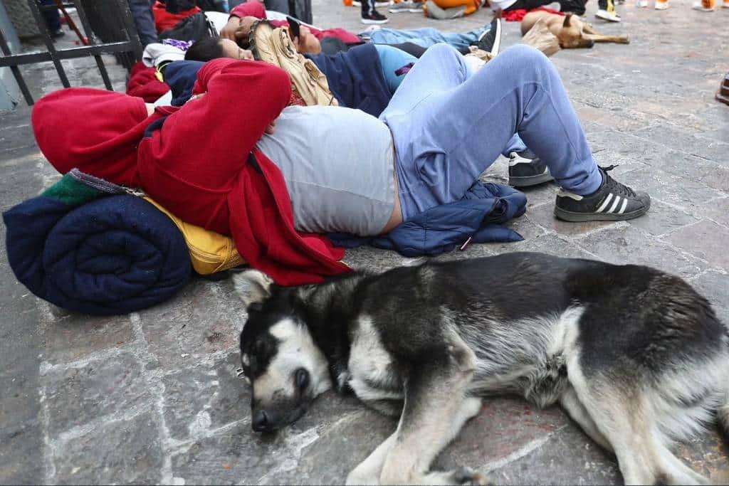 Piden operativos de rescate animal en Basílica de Guadalupe
