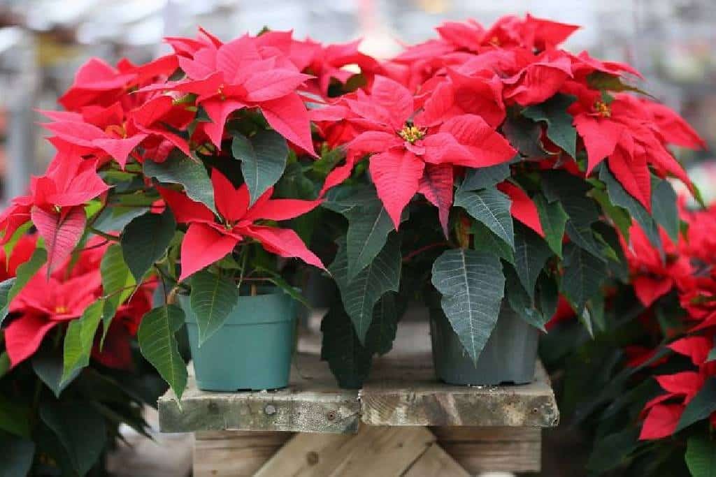 Plantas navideñas y adornos que pueden atraer algunos insectos