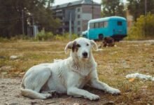 Chernobyl y sus perros: hallazgo científico no esperaban encontrar   