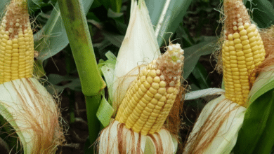 El maíz alcanza máximos en Chicago tras preocupaciones por clima en Argentina y ajustes del USDA