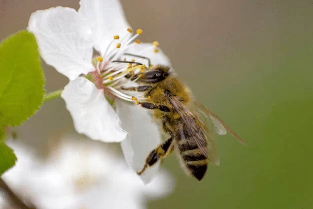 La apicultura y el auge de la miel melipona