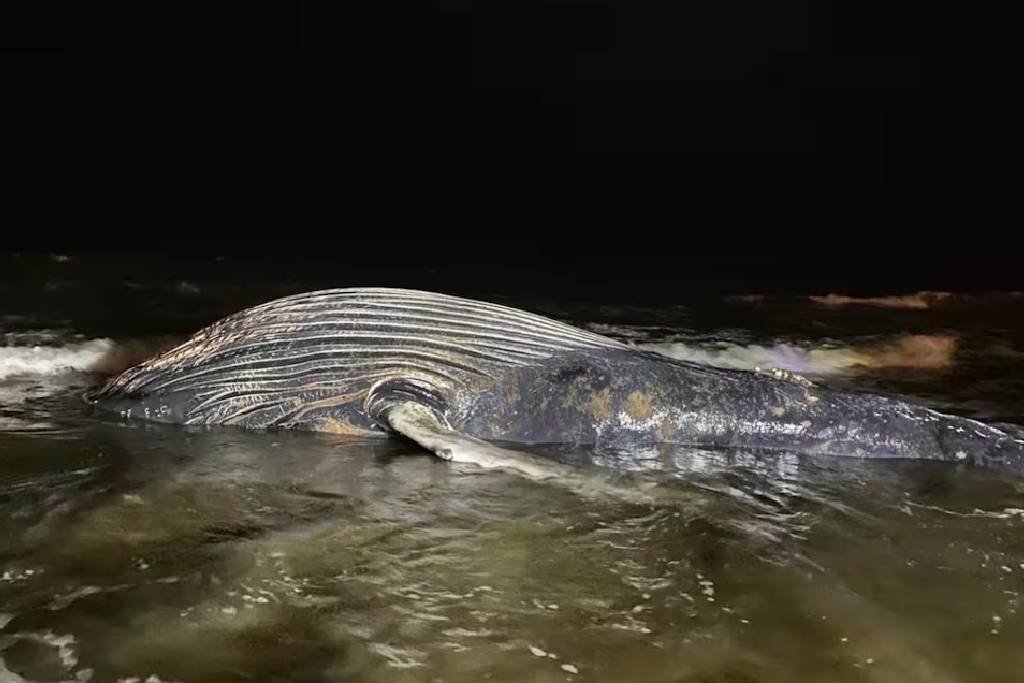 Hallan ballena de 8 metros muerta en playa de Mazatlán