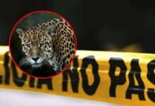 Matan a jaguar en peligro de extinción en la huasteca potosina