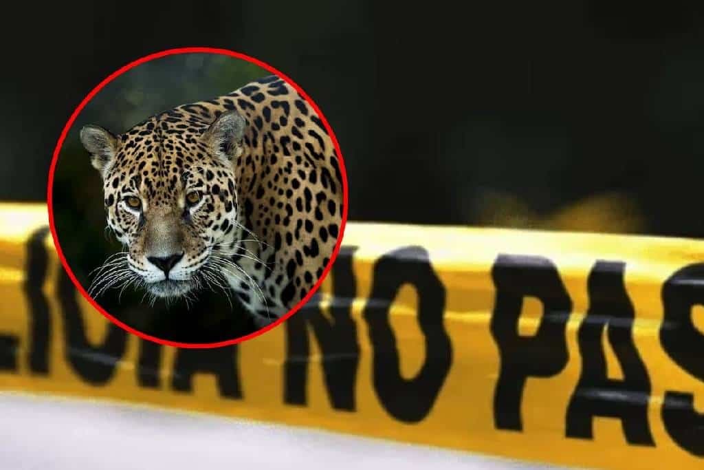 Matan a jaguar en peligro de extinción en la huasteca potosina