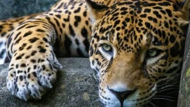 Profepa denuncia a hombre por matar a jaguar en San Luis Potosí