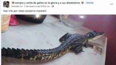 Denuncian tráfico de cocodrilos en redes sociales