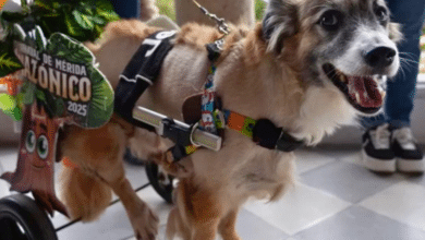 “Tomate I”, el primer rey canino en la historia del Carnaval de Mérida