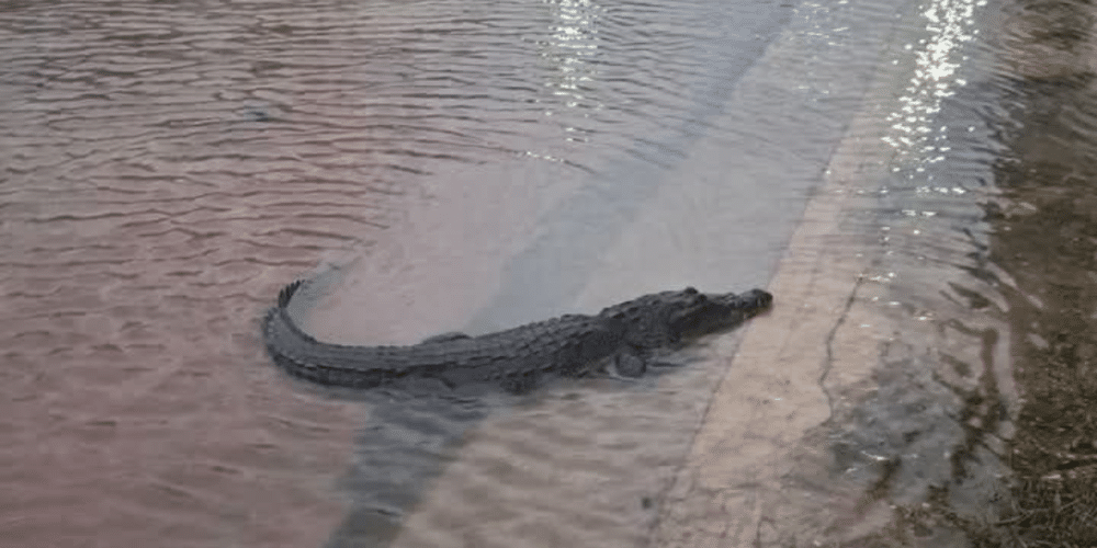 Cocodrilo sorprende en las calles del puerto de San Felipe, Yucatán