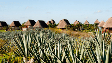 El henequén El “oro verde” que impulsó la economía de Yucatán