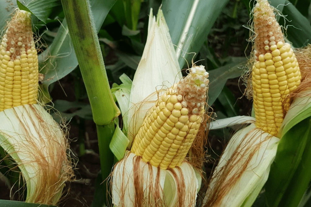 El maíz alcanza máximos en Chicago tras preocupaciones por clima en Argentina y ajustes del USDA
