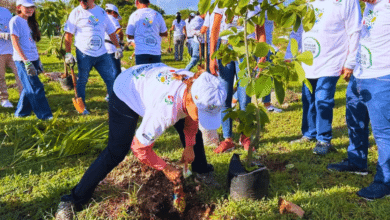 Mérida Con megareforestación sembrarán 10 mil árboles