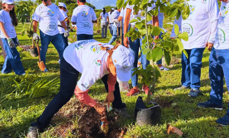 Mérida Con megareforestación sembrarán 10 mil árboles