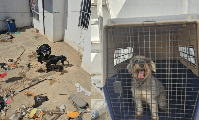 Rescatan en Caucel a cuatro 'lomitos' que sufrían maltrato animal