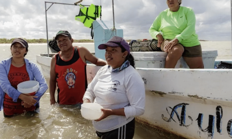 Río Lagartos: mujeres sustituyen la pesca de pepino de mar por el cultivo de ostiones