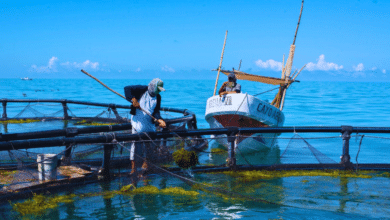 Yucatán establece Zona de Refugio Pesquero en Chabihau