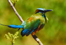 toh y la antigua leyenda maya que lo convirtió en guardián de los cenotes
