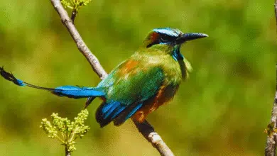 toh y la antigua leyenda maya que lo convirtió en guardián de los cenotes