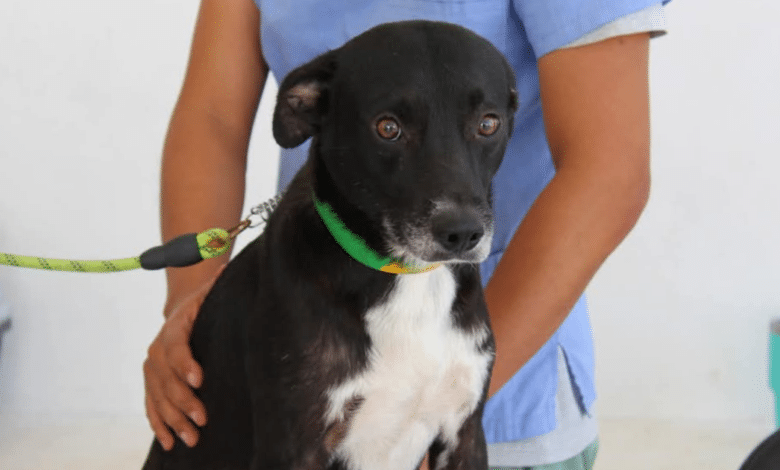 Ayuntamiento de Mérida aplicará 22 multas por maltrato animal