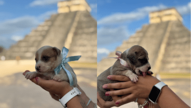 Cachorros nacidos en Chichén Itzá buscan hogar