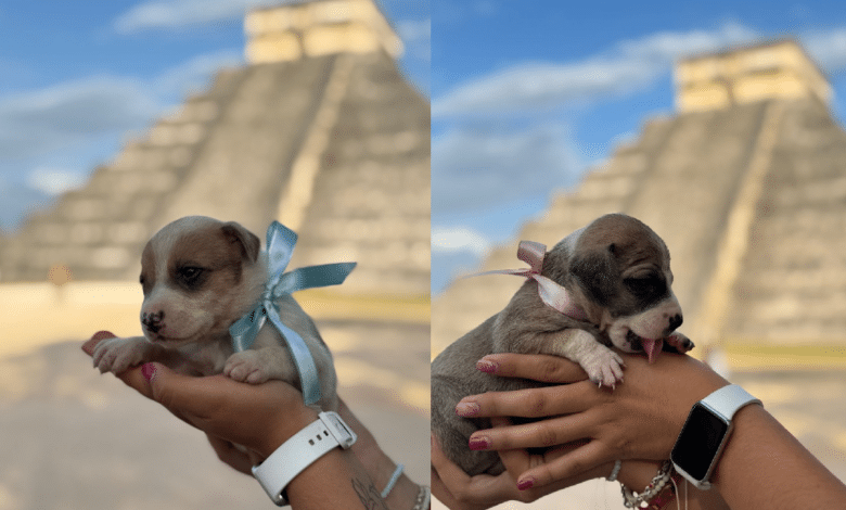 Cachorros nacidos en Chichén Itzá buscan hogar