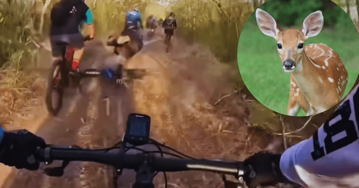 Ciclista es derribado por un venado en plena ruta selvática en Yucatán